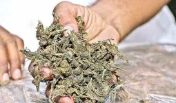 गांजा तस्करावर पुणे पोलिसांचा दणका; PIT-NDPS अंतर्गत कारवाई, नाशिक कारागृहात स्थानबद्ध
