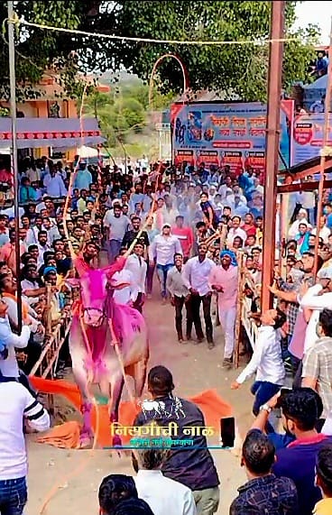 नागपंचमी सणानिमित्त बिदाल येथे बैलाच्या तोरण मारण्याच्या भव्य स्पर्धा