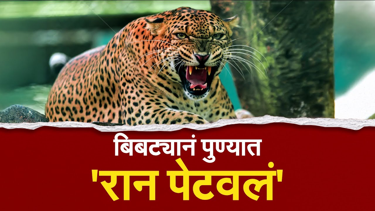 बिबट्याची दहशत; शाळांच्या वेळा बदलल्या 