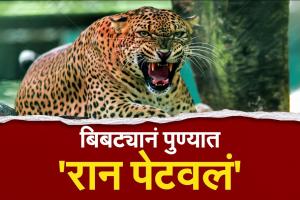 बिबट्याची दहशत; शाळांच्या वेळा बदलल्या 