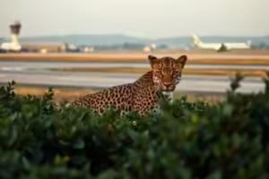 पुणे विमानतळावर बिबट्याचे दर्शन; वन विभाग सतर्क 